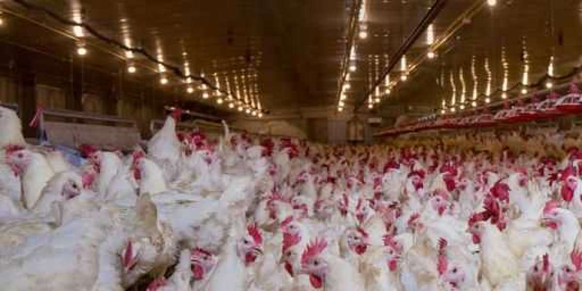  Uncovering the Truth: Broiler Chickens Cruelty in the Poultry Industry