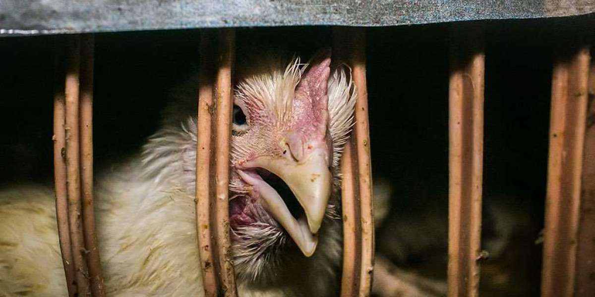 Unveiling the Harsh Reality: Factory Farming Cruelty Exposed