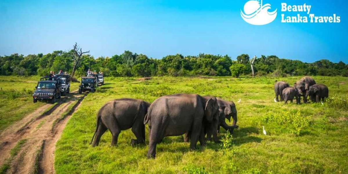 Discover the Wonders of Sri Lanka with Beauty Lanka Travels